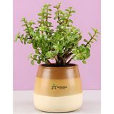Vionna Gardenbox Yeşim Para Bitkisi, Saksılı, 15-30 Cm, Yenilebilir, Iç Mekan Çiçeği