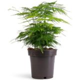 Vionna Nura Botanik Asparagus Setaceus Tül Kuşkonmaz Çiçeği, 1 Adet Saksılı, 15-30CM