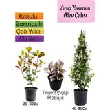 Vionna Nura Botanik Mis Kokulu Arap Yasemini, Alev Çalısı Fidanı, Telgraf Çiçeği 3'lü Set