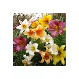 Vipfoni 3 Adet Karışık Soft Pastel Kokulu Lilyum (Zambak) Çiçeği Soğanı