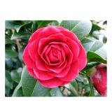 Vipfoni Kamelya (camellia Japonica) Çiçeği Tohum