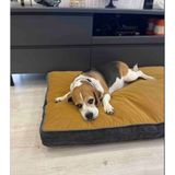 Viscopet Lüks Visko 10CM Blok Süngerli 100% Sıvı Geçirmez Alezli Fermuarlı Yıkanabilir Köpek Yatağı - XL - Hardal - Siyah