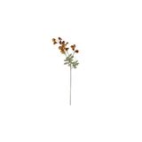 Vitale Bezelye Çiçeği Yellow Brown Bezay Çiçek 25* Ak.jz0010