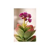 Vivense Yapay Adenium Obesum Dekoratif Obje Çok Renkli