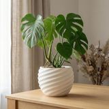 Vona Serisi Beyaz Sarmal Dokulu Modern Dekoratif Saksı 20X15 cm (Beyaz)
