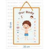 Vücudumuz Organlar Tanıtıcı Poster İngilizce