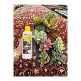 Wallstar 10 Sukulent 5,5 cm saksıda +225ml kaktüs besini HEDİYE
