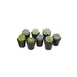 Wallstar Mini Echeveria Eşeverya 1 Adet