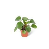 Wallstar Pilea Peperomioides Şans Çiçeği Saksıda