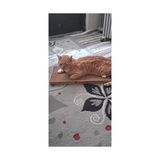 Waowpets Kedi Tırmalama Kartonu - Çift Yönlü Tırmalama Pedi, Oluklu Yatağı, Kedi Otu Hediyeli