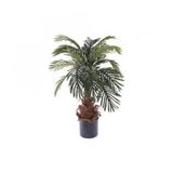 Washingtonia Robusta Palmiye Ağacı Tohumu 3 Tohum + Süpriz Hediye