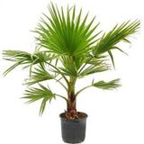 Washingtonia Robusta Palmiye Ağacı Tohumu Ekim Seti 3 Tohum Saksı Toprak Kombin