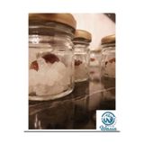 WASİA Su Kefir Mayası