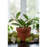Wax Habitat Hoya Carnosa - Klasik Mum Çiçeği - Dayanıklı Salon Bitkisi -
