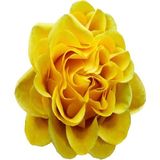 WebStyle Sayılarla Boyama Seti Kasnaklı Sarı Gül 50 x 65 cm
