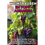 Weintrauben im Topf anbauen: Schritt-für-Schritt-Anleitung zum Anbau von Trauben im Behälter für Anfänger und Amateure. Wenig Platz, große Ernte.