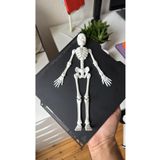 WELLCUT 31 cm 3D Baskı İnsan İskeleti Modeli – Dekoratif ve Koleksiyonluk