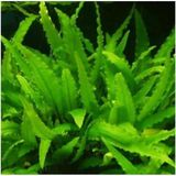 Wendtii Green Saksı Canlı Bitki
