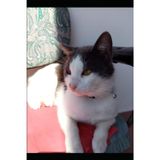 What’s New Pussycat: The Science of How Cats Combat Loneliness and Foster Well being