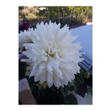 whide beyaz Dahlia Yıldız Çiçeği Soğanı Yumrusu... 1027853