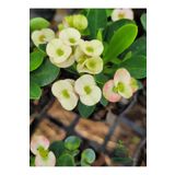 White Euphorbia Milii Dikenler Tacı Çiçeği Beyaz Renk 10-15Cm