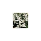 White Evergreen Ivy Rose Beyaz Yediveren Sarmaşık Gül Fidanı 5 Adet 15-25 Cm