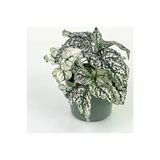 White Hostess Flower Seedling Beyaz Hostes Çiçeği Fidanı 10-20 Cm