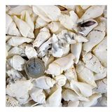 White Seula Kiloluk Deniz Kabuğu 1 KG