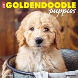 Willow Creek Press Goldendoodle Puppies Aylık 2025 Duvar Takvimi (12" x 12")