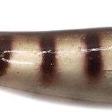 Wily Wanted Soft Baits 4inch 15Gr Silikon Yem 05