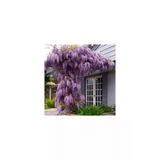 Wisteria Floribunda (Mor Salkım) Fidanı 10-20 Cm