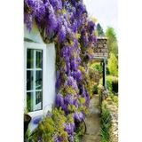 Wisteria Sinensis Kokulu Çin Morsalkım Mor Salkım Fidanı 20-40 Cm, 1201000000000
