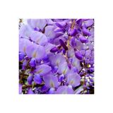 Wisteria Sinensis Kokulu Çin Morsalkım Mor Salkım Fidanı 20-40 Cm, kıjggyıknh35