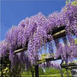 Wisteria Sinensis Kokulu Çin Morsalkım Mor Salkım Fidanı (40-50 Cm Tüplü)