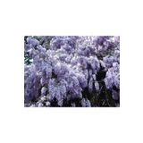 Wisteria Sinensis Kokulu Çin Morsalkım Mor Salkım Fidanı 40-60 Cm