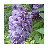 Wisteria Sinensis Mor Salkım Fidanı 10-20 Cm