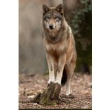 Wolf (Sketchbook): Sketchbook, Art book, Notebook, Wolf, animals, small