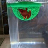 Woof Akvaryum Beta Balığı Saklanma Alanı,yüzen Mağara 8 cm - Siyah - Plastik