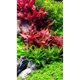 WOOF Althernthera Reineckii Mini 5 Dal Ön Plan Bitkisi Kısa Akvaryum Bitkisi Canlı Bitki