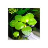 WOOF Amazon Frogbit 3-7 cm Su Üstü Bitkisi 1 Adet Akvaryum Bitkisi