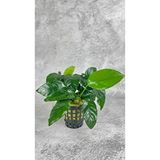 Woof Anubias Barteri Nana Saksısız 4-7 Yapraklı Kolay Akvaryum Bitkisi 1 Kök Canlı Bitki