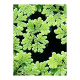 WOOF Azolla Caroliniana 30 cc Kök Özel Tür Su Üstü Bitkisi