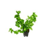 WOOF Bacopa Lanigera 5 Dal Akvaryum Bitkisi