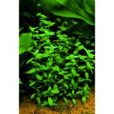 WOOF Bacopa Madagaskariensis 5 Dal ( Akvaryum Bitkisi)