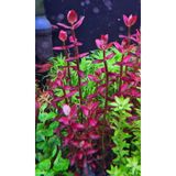 WOOF Bacopa Salzmanii Sp Araguaia 5 Dal Akvaryum Bitkisi,Akvaryum Bitkileri