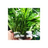 WOOF Hygrophila Parvitota Sert Yapraklı Akvaryum Bitkisi Akvaryum Bitkileri 5 Dal