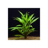 WOOF Hygrophila Salicifolia Akvaryum Bitkisi Akvaryum Bitkileri 5 Dal