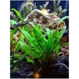 Woof Java Fern Leptochılus Pteropus 1 Kök Kolay Akvaryum Bitkisi Canlı Bitki Yeşil Renk