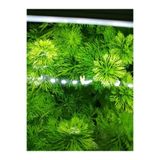 WOOF Limpnophila Sessiliflora 5 Dal Kusursuz Akvaryum Bitkisi Canlı Bitki