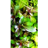 Woof Ludwigia Grandulosa Akvaryum Bitkisi 5 Dal Canlı Bitki
